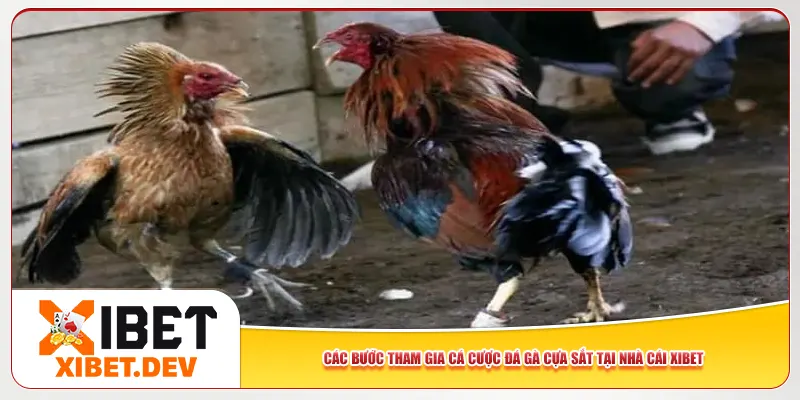 Các bước tham gia cá cược đá gà cựa sắt tại nhà cái Xibet