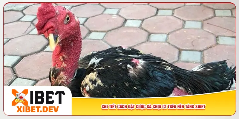 Chi tiết cách đặt cược gà chọi C1 trên nền tảng Xibet Chi tiết cách đặt cược gà chọi C1 trên nền tảng Xibet