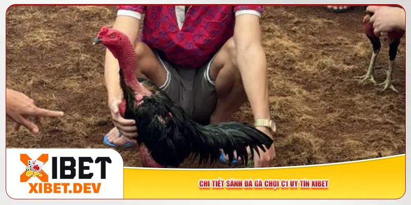 Chi tiết sảnh đá gà chọi C1 uy tín Xibet Chi tiết sảnh đá gà chọi C1 uy tín Xibet