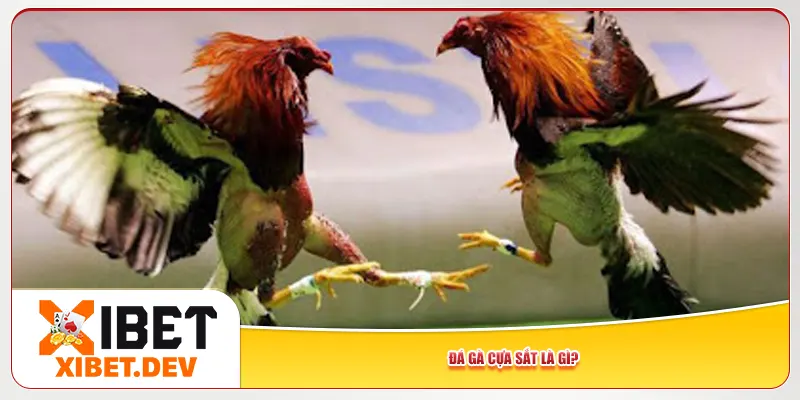 Đá gà cựa sắt là gì?