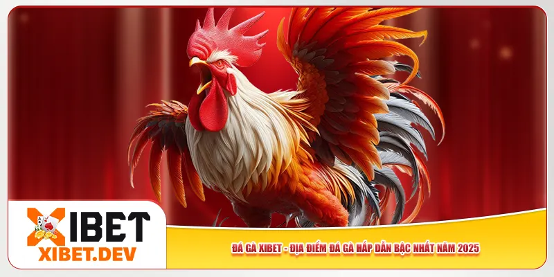 Đá Gà Xibet - Địa Điểm Đá Gà Hấp Dẫn Bậc Nhất Năm 2025