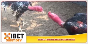 Gà Chọi C1 - Trận Chiến Đỉnh Cao, Kịch Tính Từng Giây