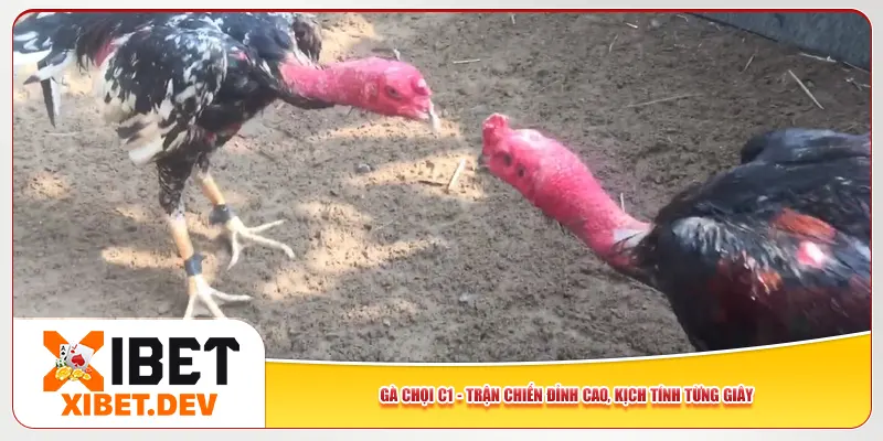 Gà Chọi C1 – Trận Chiến Đỉnh Cao, Kịch Tính Từng Giây