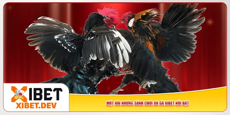 Một vài những sảnh chơi đá gà Xibet nổi bật Một vài những sảnh chơi đá gà Xibet nổi bật