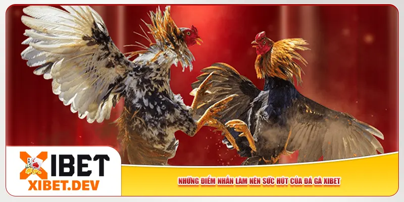 Những điểm nhấn làm nên sức hút của đá gà Xibet Những điểm nhấn làm nên sức hút của đá gà Xibet