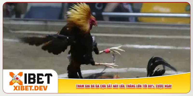 Tham Gia Đá Gà Cựa Sắt Nảy Lửa Tại Xibet – Thắng Lớn Tới 80%