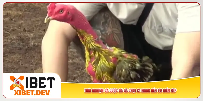 Trải nghiệm cá cược đá gà chọi C1 mang đến ưu điểm gì? Trải nghiệm cá cược đá gà chọi C1 mang đến ưu điểm gì?